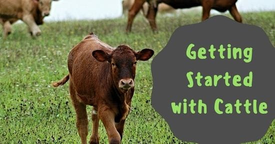 Getting Started with Cattle